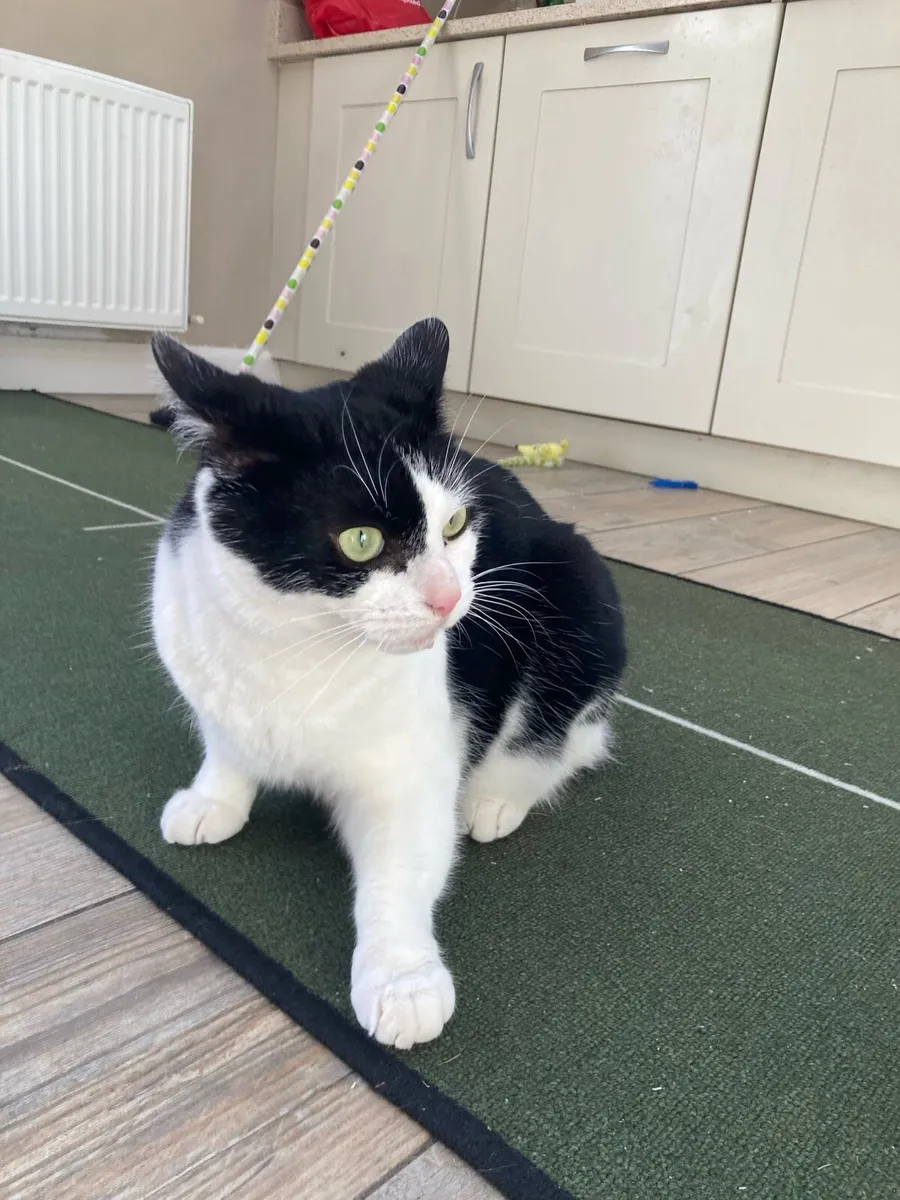 Cat for adoption - Image 2