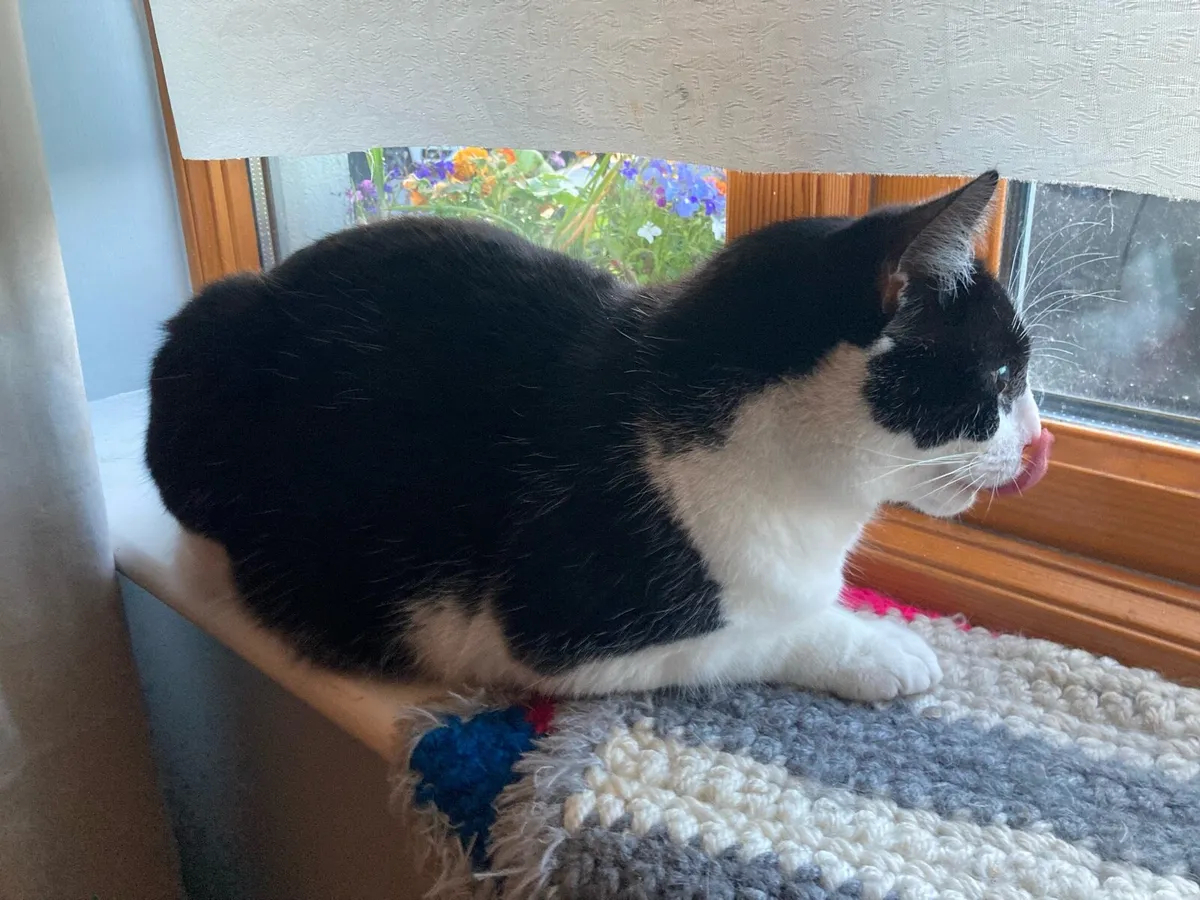 Cat for adoption - Image 3