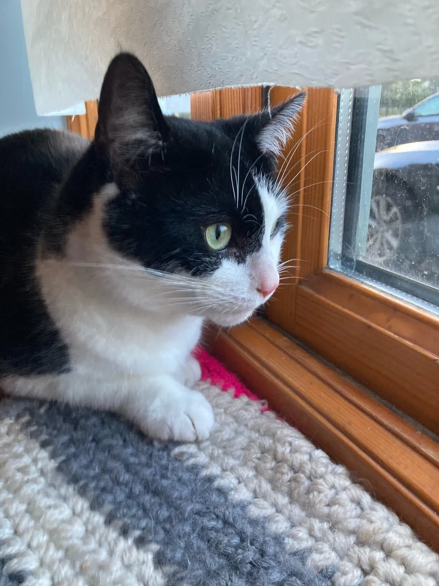 Cat for adoption - Image 4