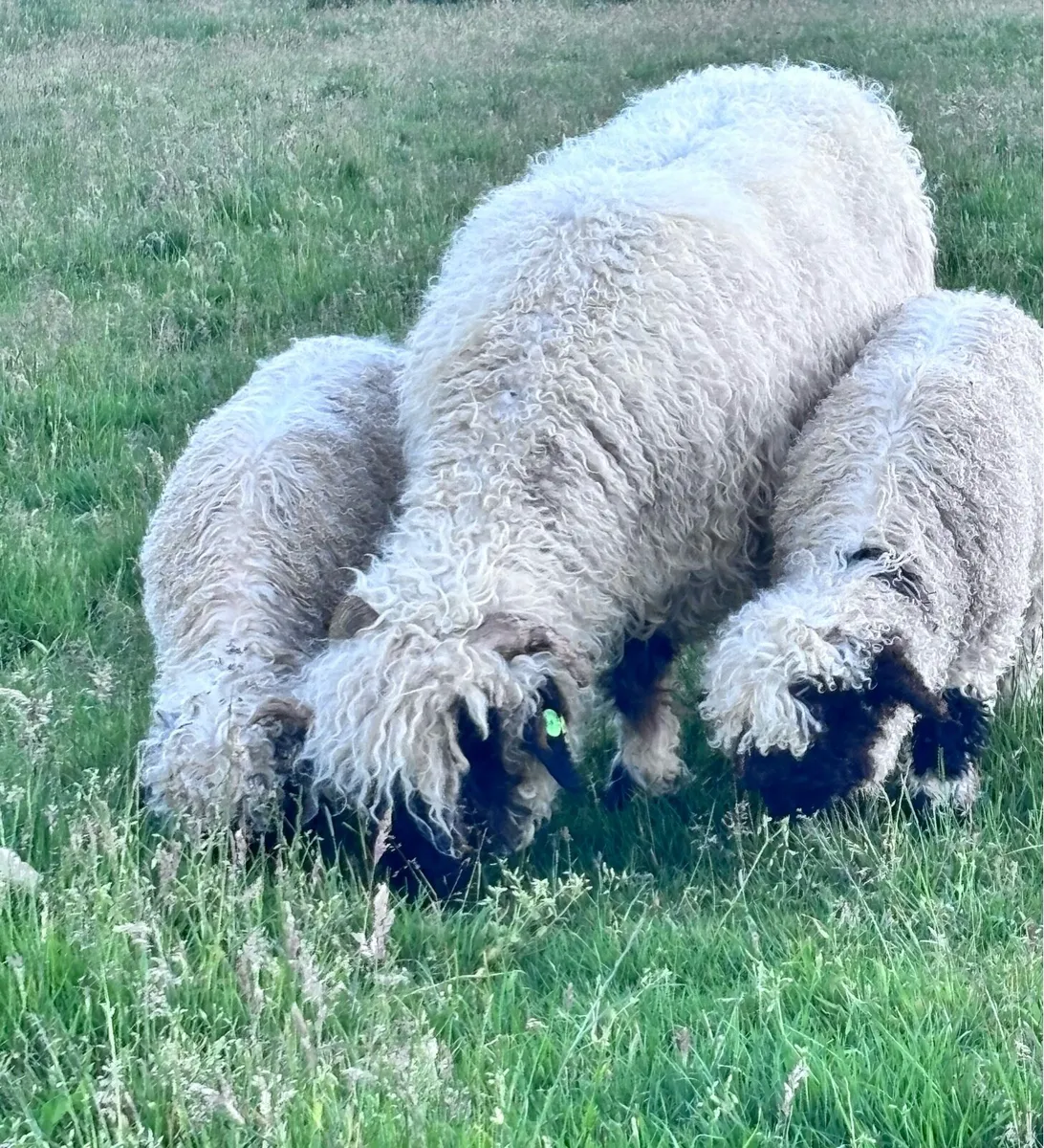 Valais Blacknose ewe with lambs at foot