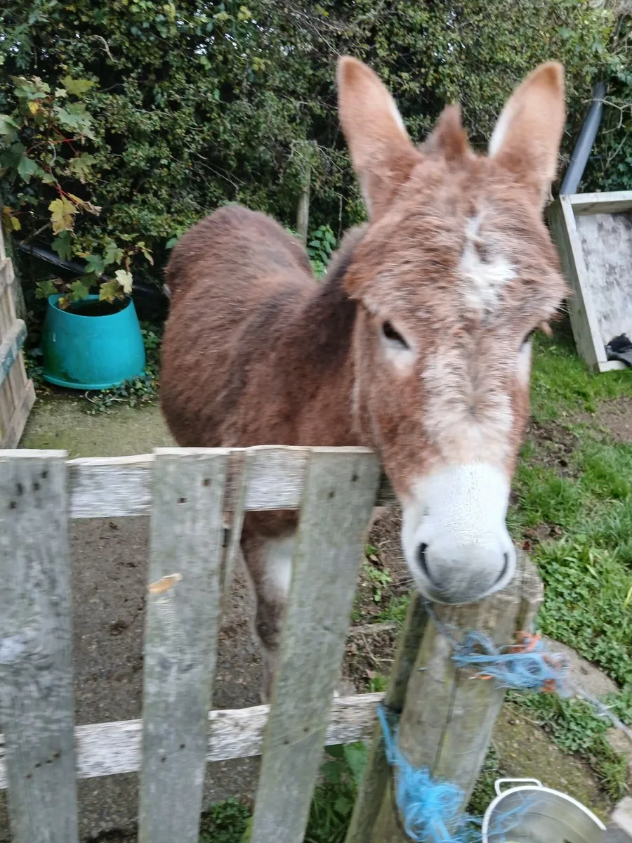 2 year old chestnut jack donkey - Image 2