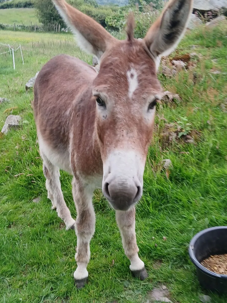 2 year old chestnut jack donkey - Image 3