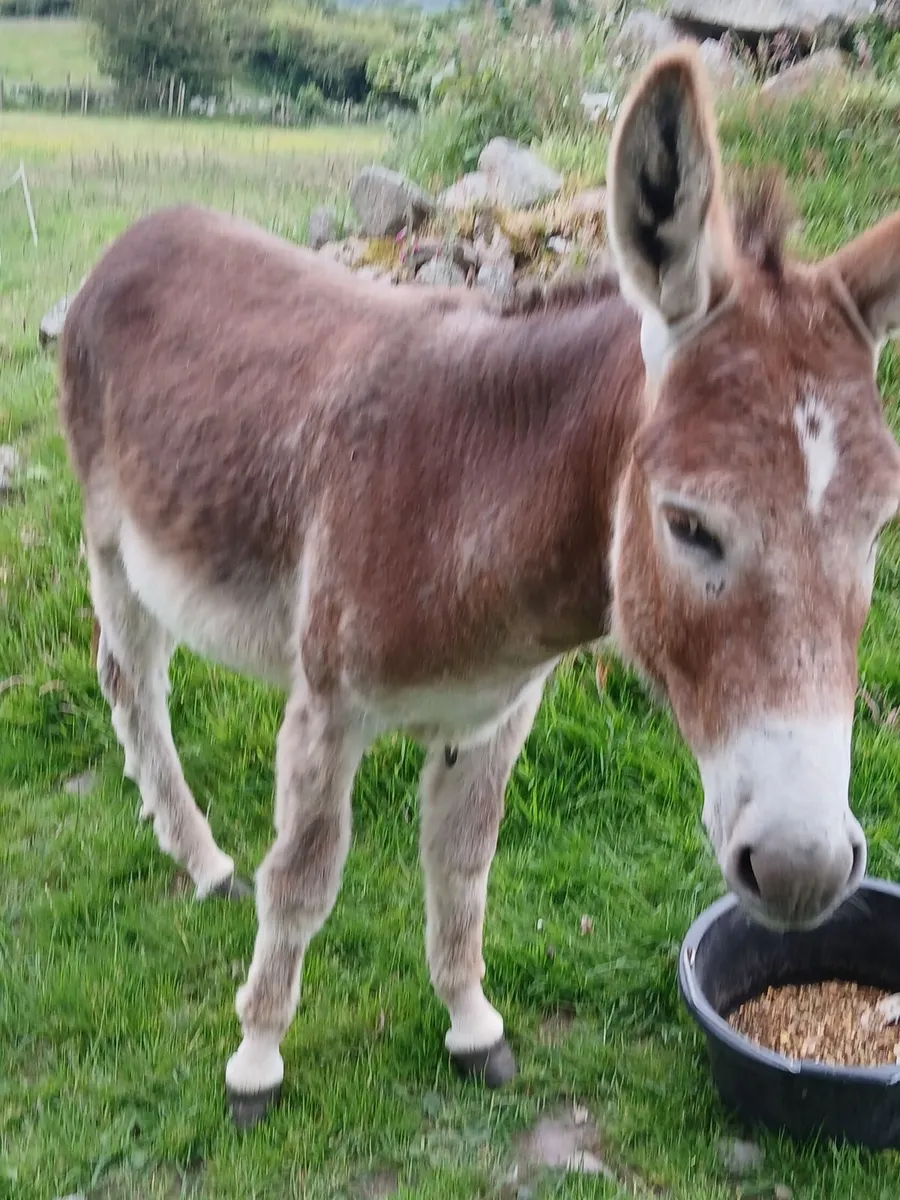2 year old chestnut jack donkey - Image 4