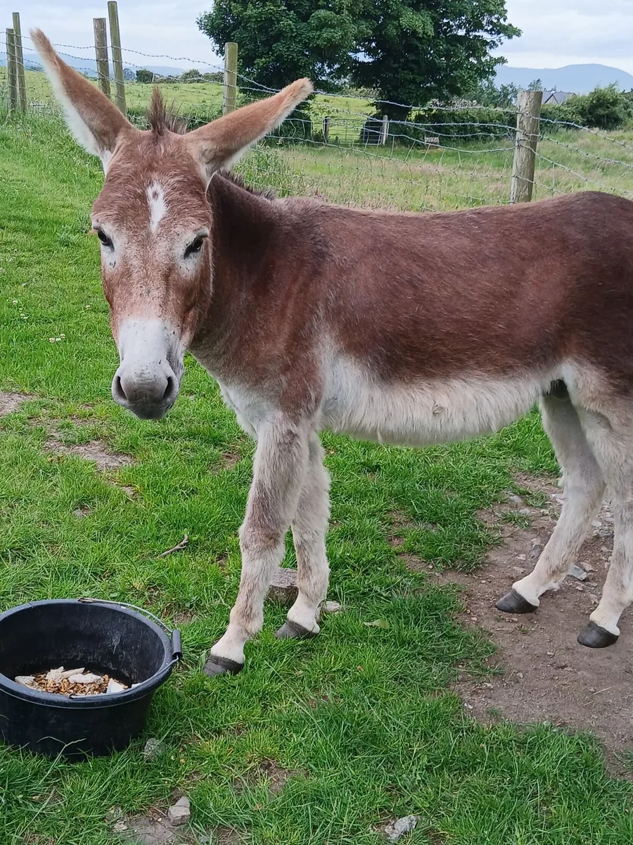 2 year old chestnut jack donkey - Image 1