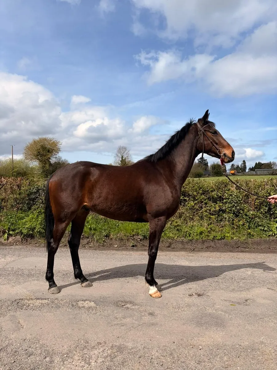 3yr 16'1 TB - Image 4