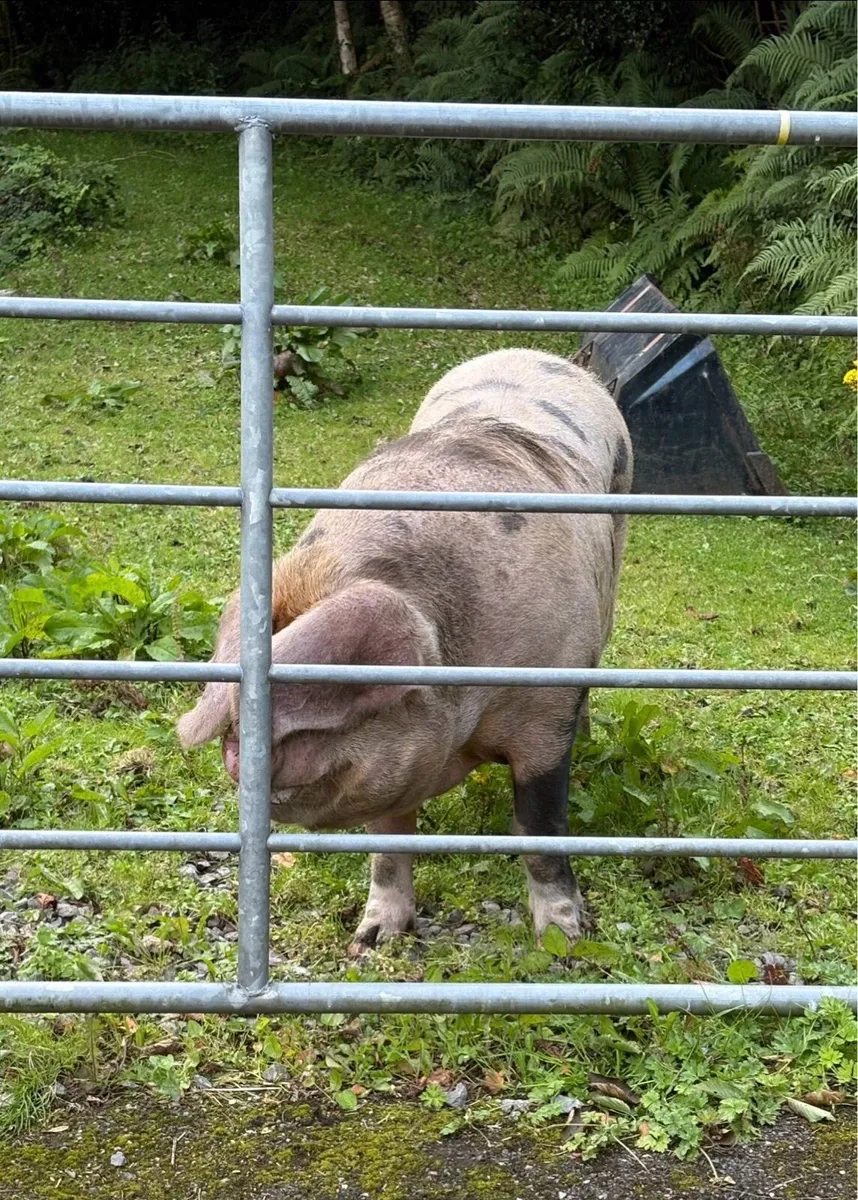 Pig