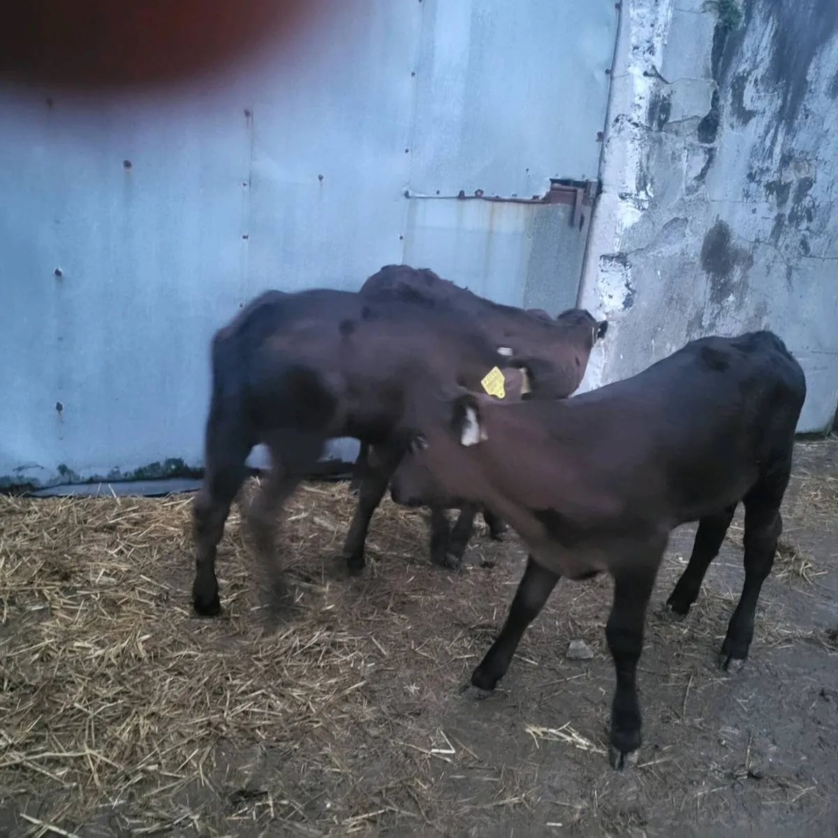 Super limousin   heifers - Image 2