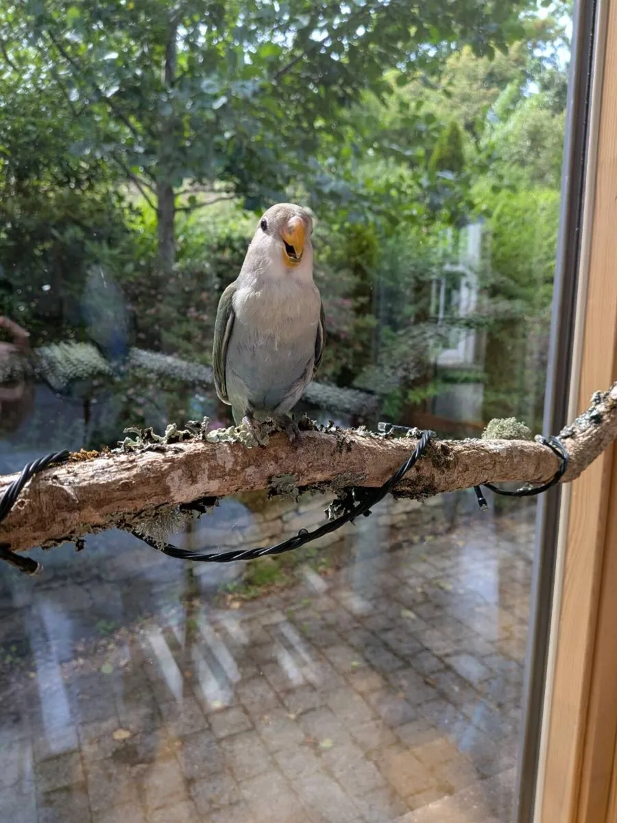 Lovebird male - Image 4