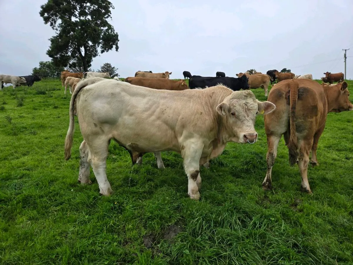5* Pedigree Charolais bull - Image 1