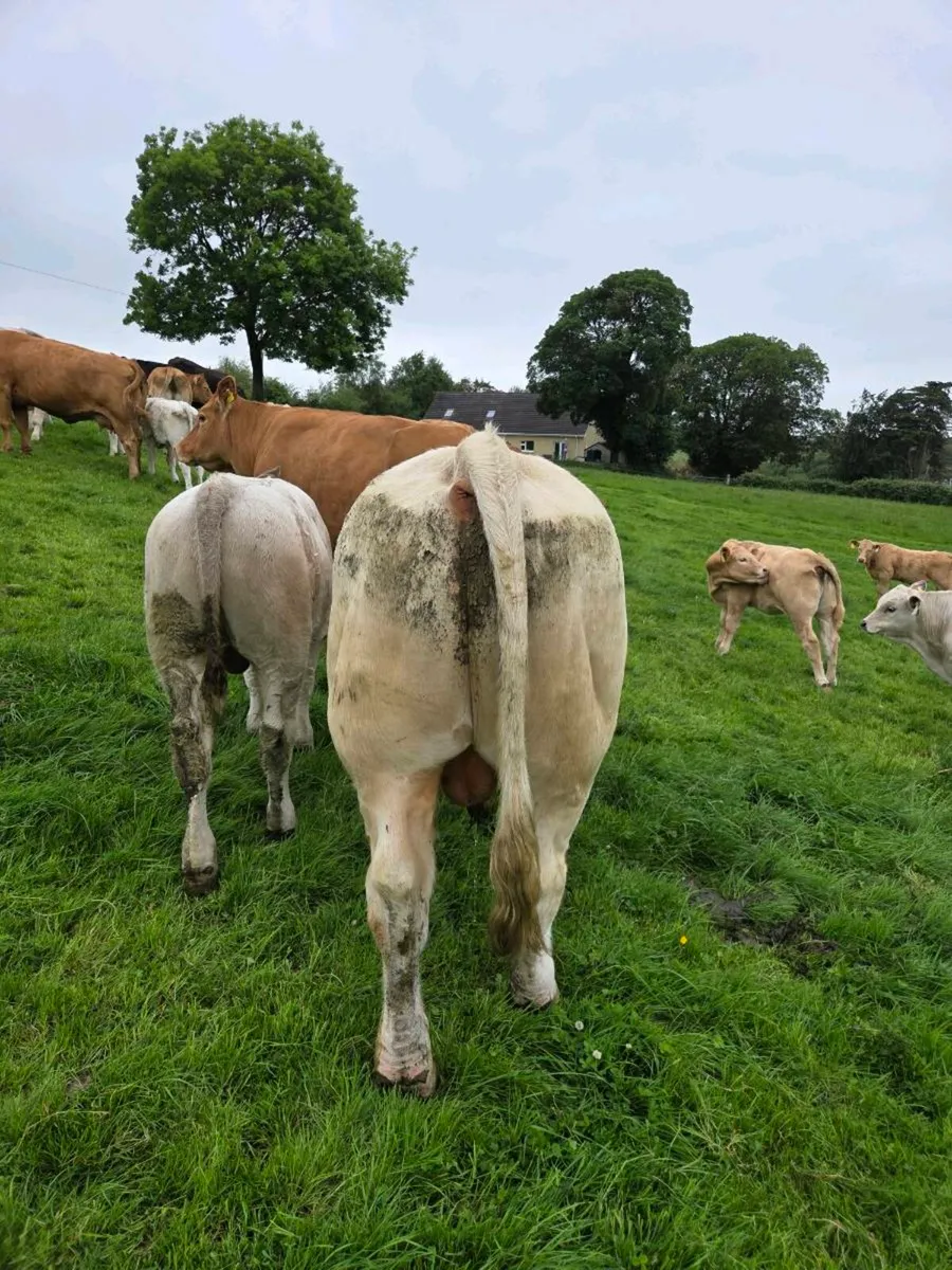 5* Pedigree Charolais bull - Image 2