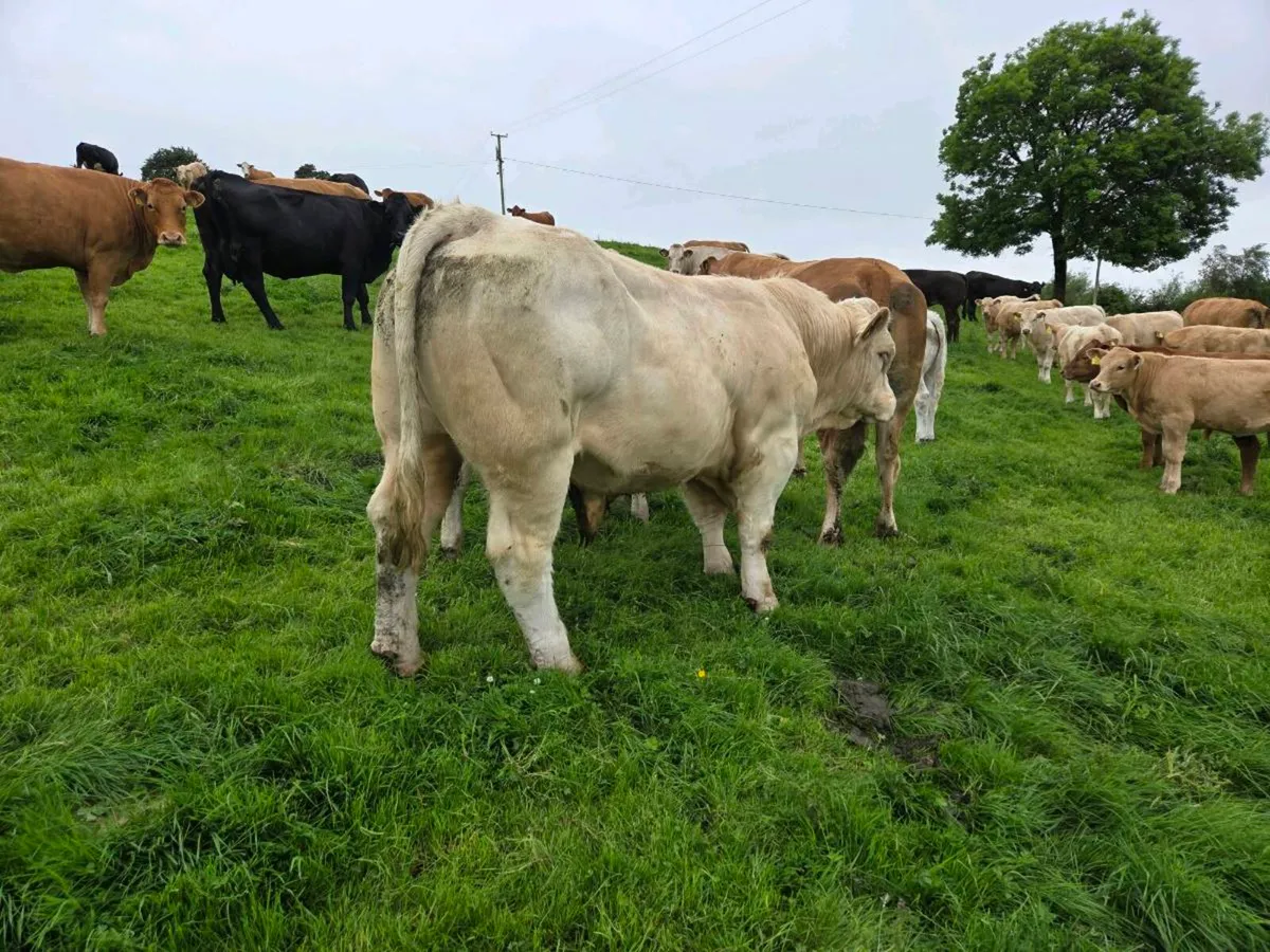 5* Pedigree Charolais bull - Image 3