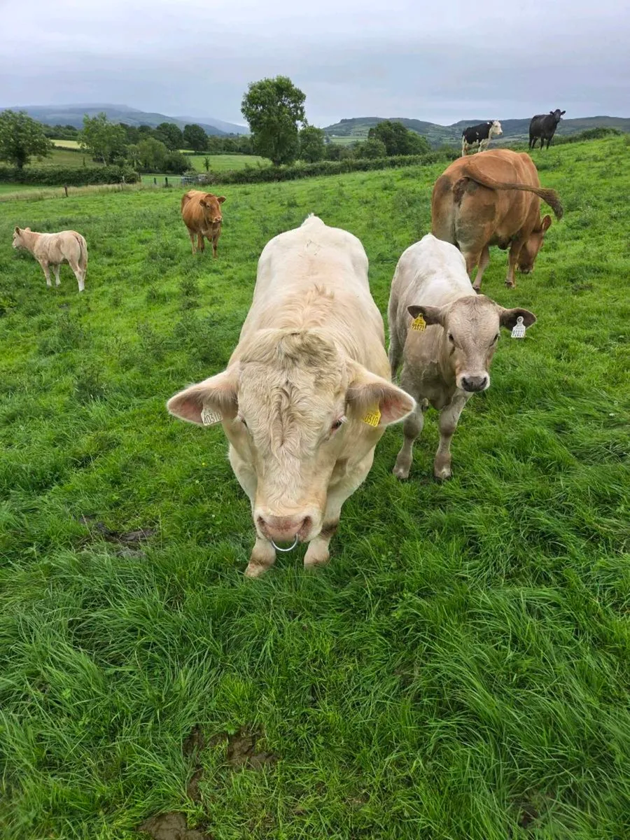 5* Pedigree Charolais bull - Image 4