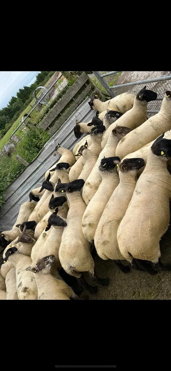 Suffolk Hogget Ewes - Image 2
