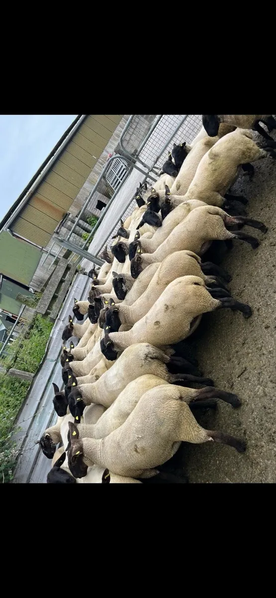 Suffolk Hogget Ewes - Image 3