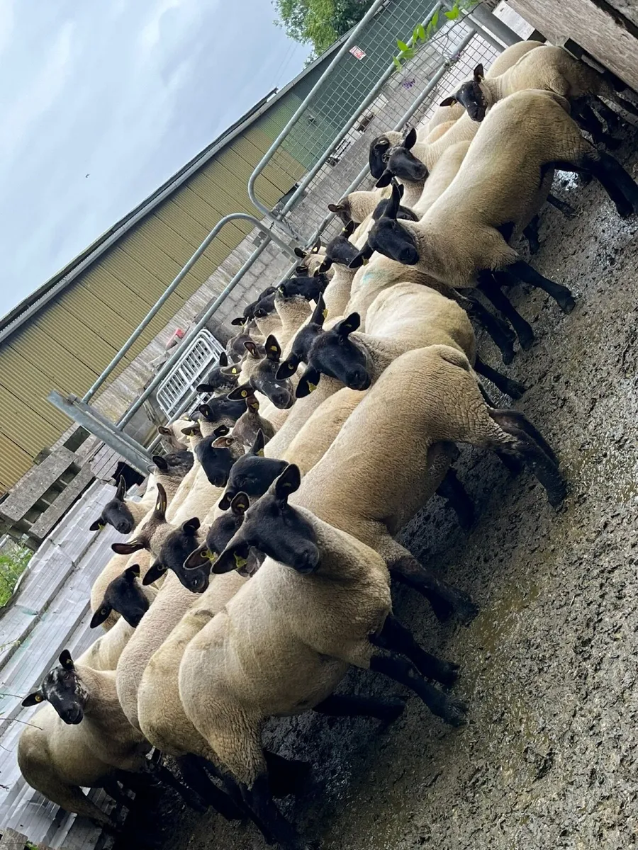 Suffolk Hogget Ewes - Image 1