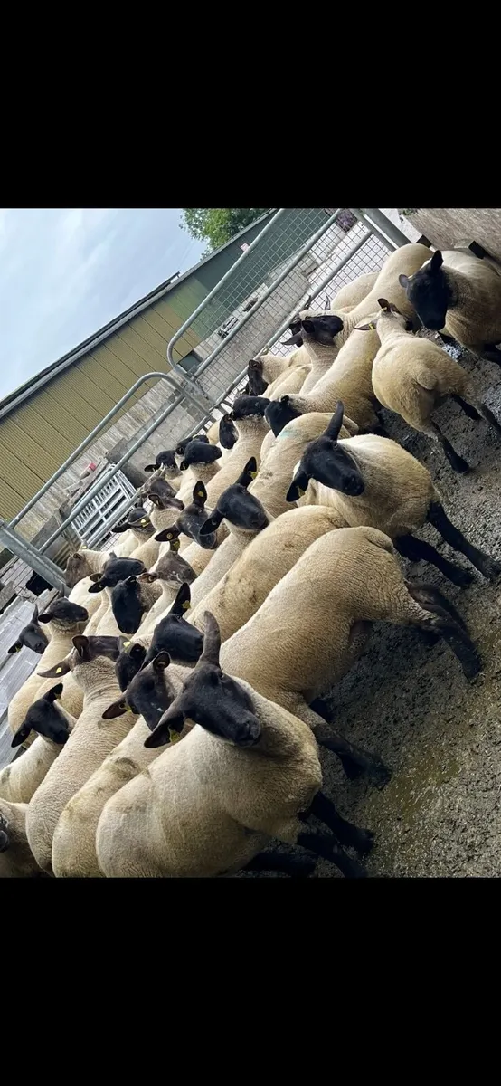 Suffolk Hogget Ewes - Image 4