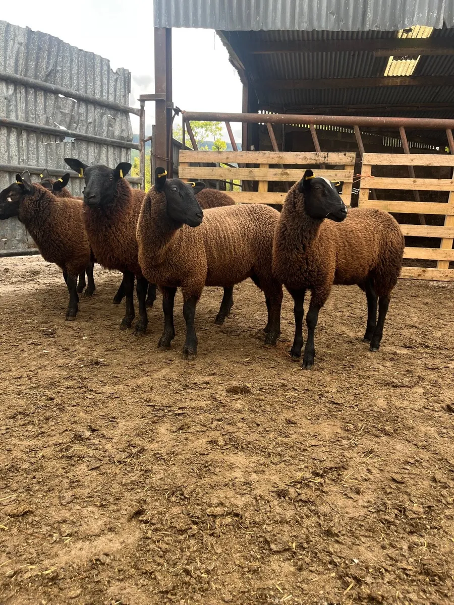 8 super black ewe lambs - Image 1