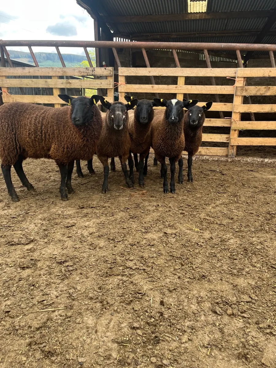 8 super black ewe lambs - Image 2