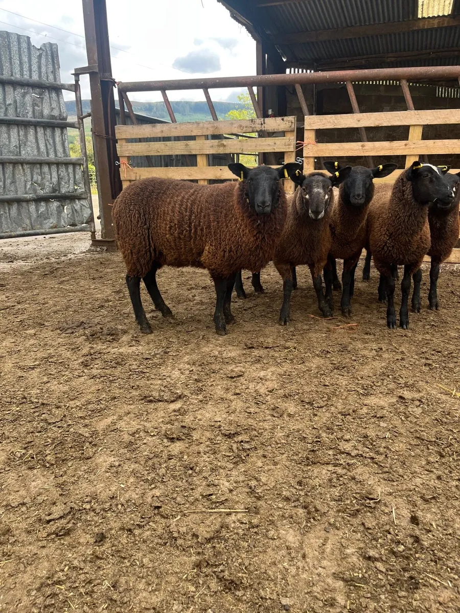 8 super black ewe lambs - Image 4