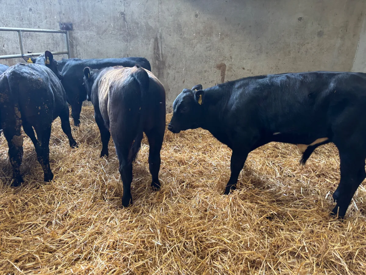 6 Angus bullocks - Image 3