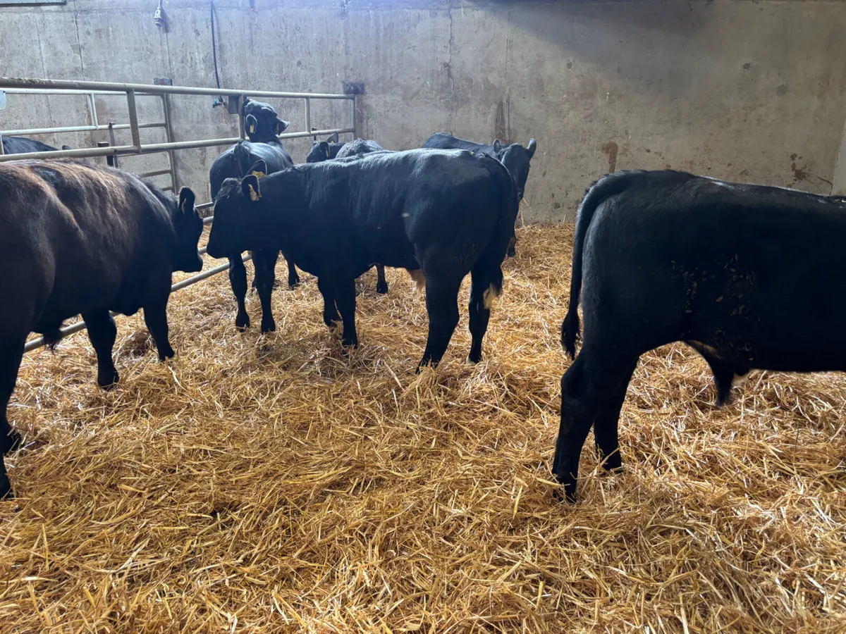 6 Angus bullocks - Image 4