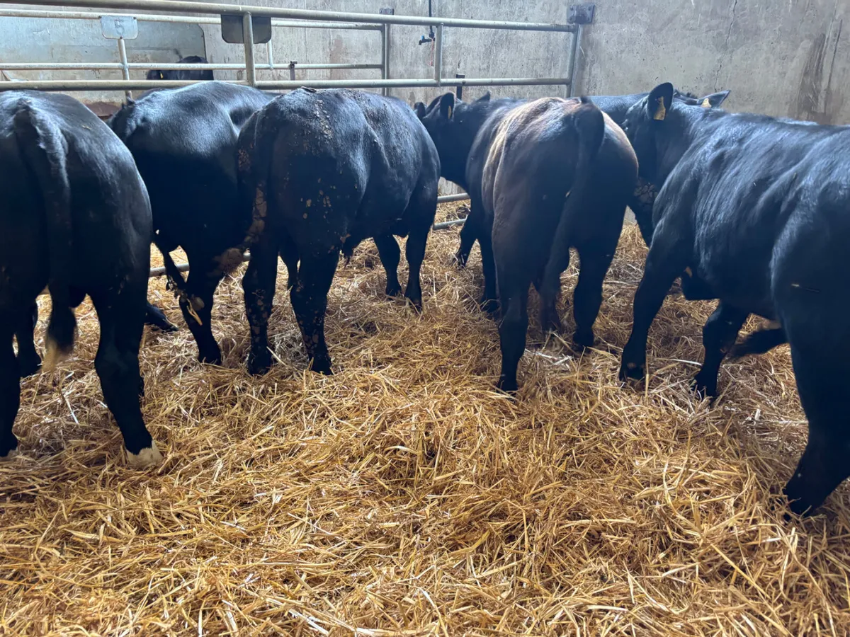 6 Angus bullocks - Image 2