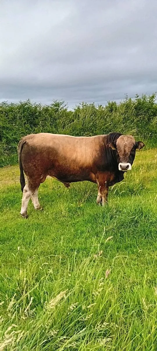 AUBRAC BULL - Image 1
