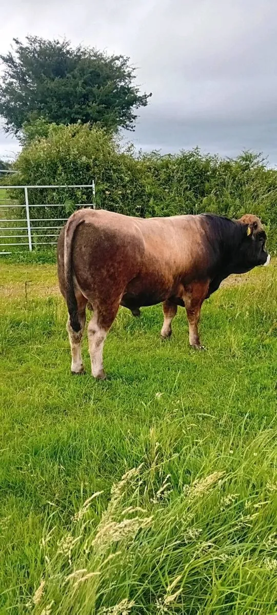 AUBRAC BULL - Image 2