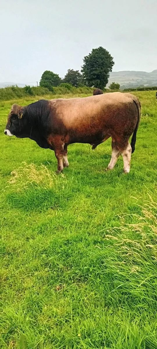 AUBRAC BULL - Image 3