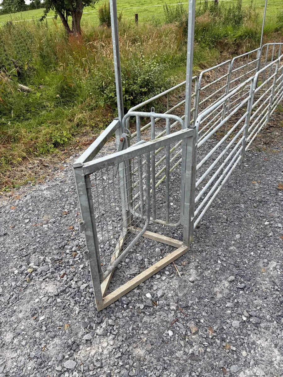 Sheep drafting gates - Image 2