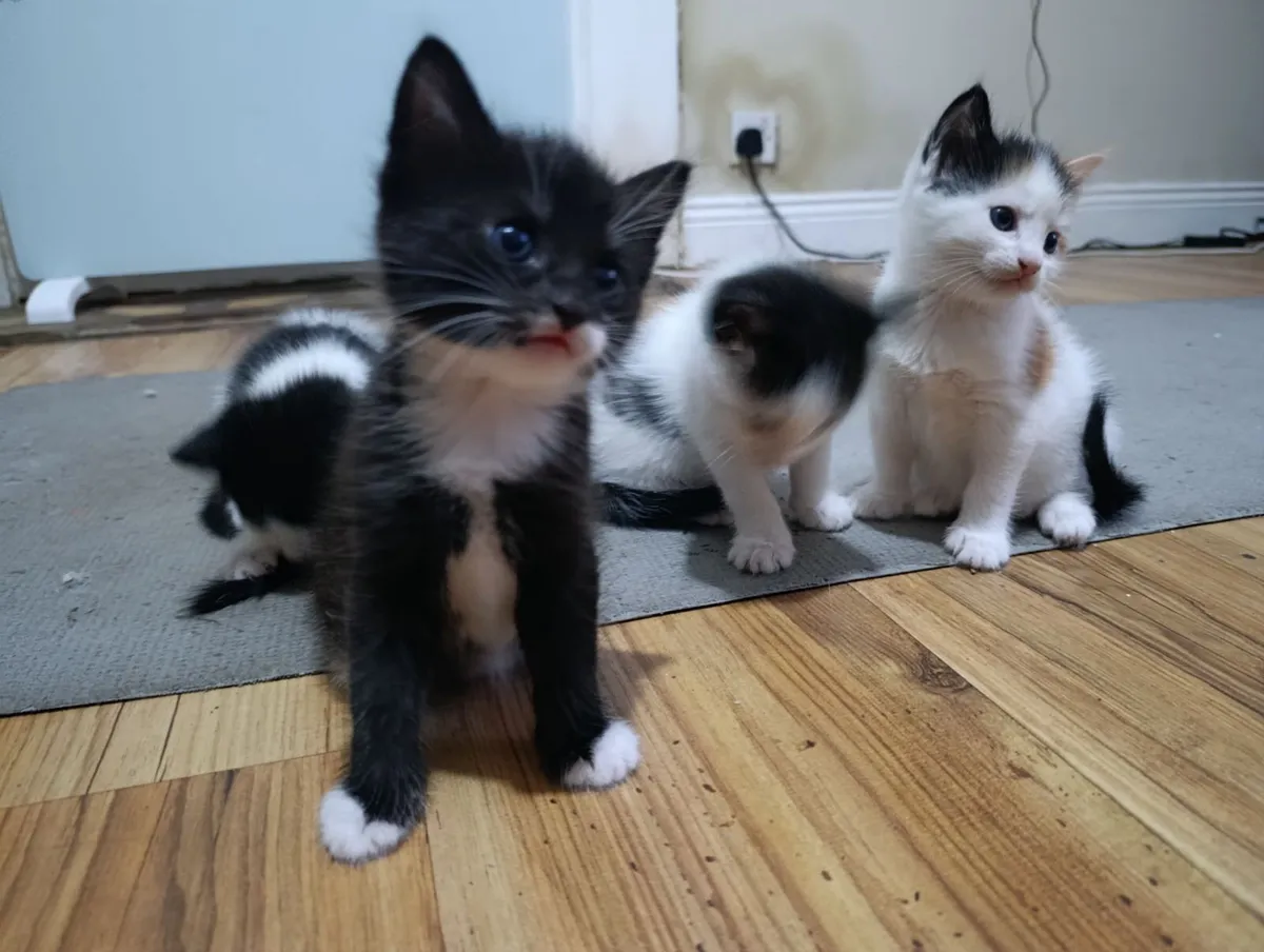 Kittens - Image 1