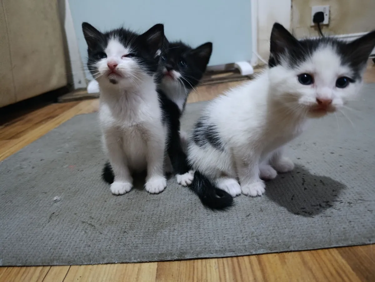 Kittens - Image 2