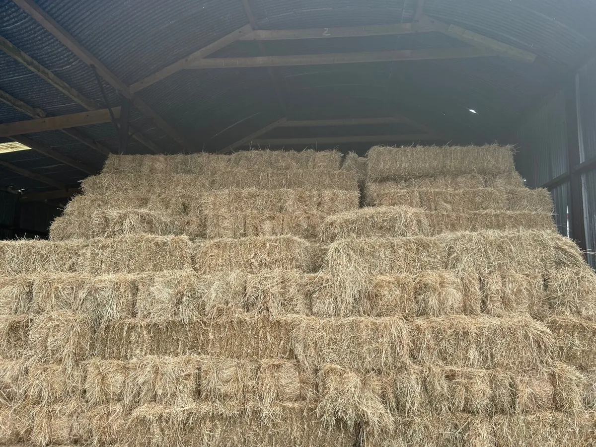 Square bales of hay - Image 1
