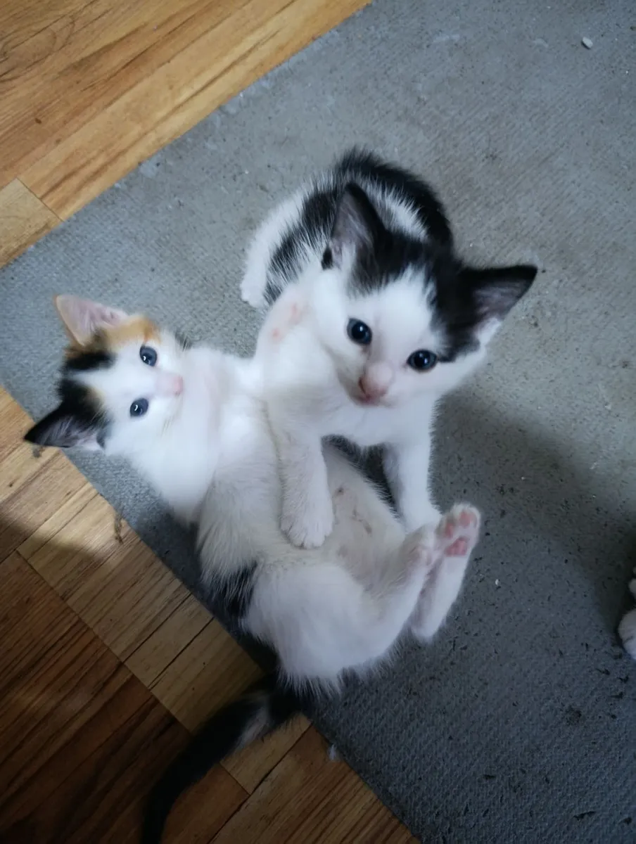 Kittens - Image 3