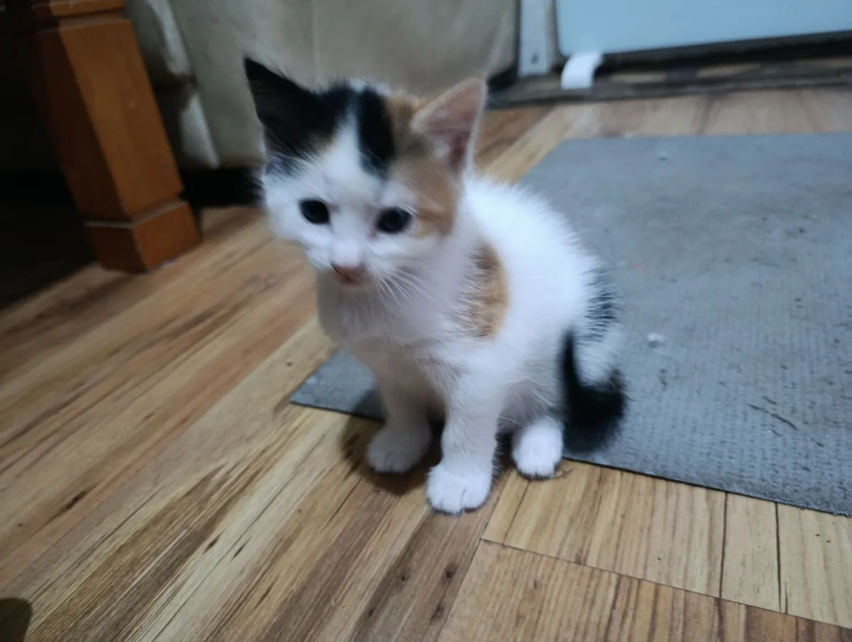 Kittens - Image 4