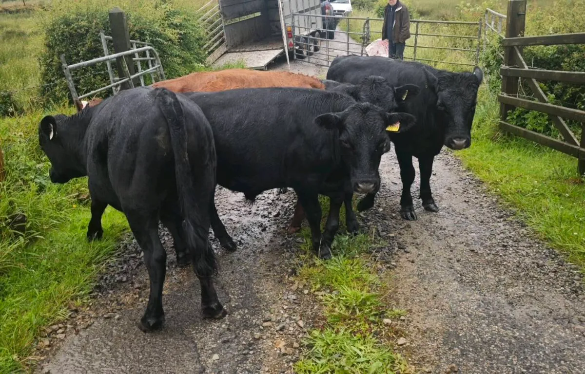 Dexter Bullocks - Image 1