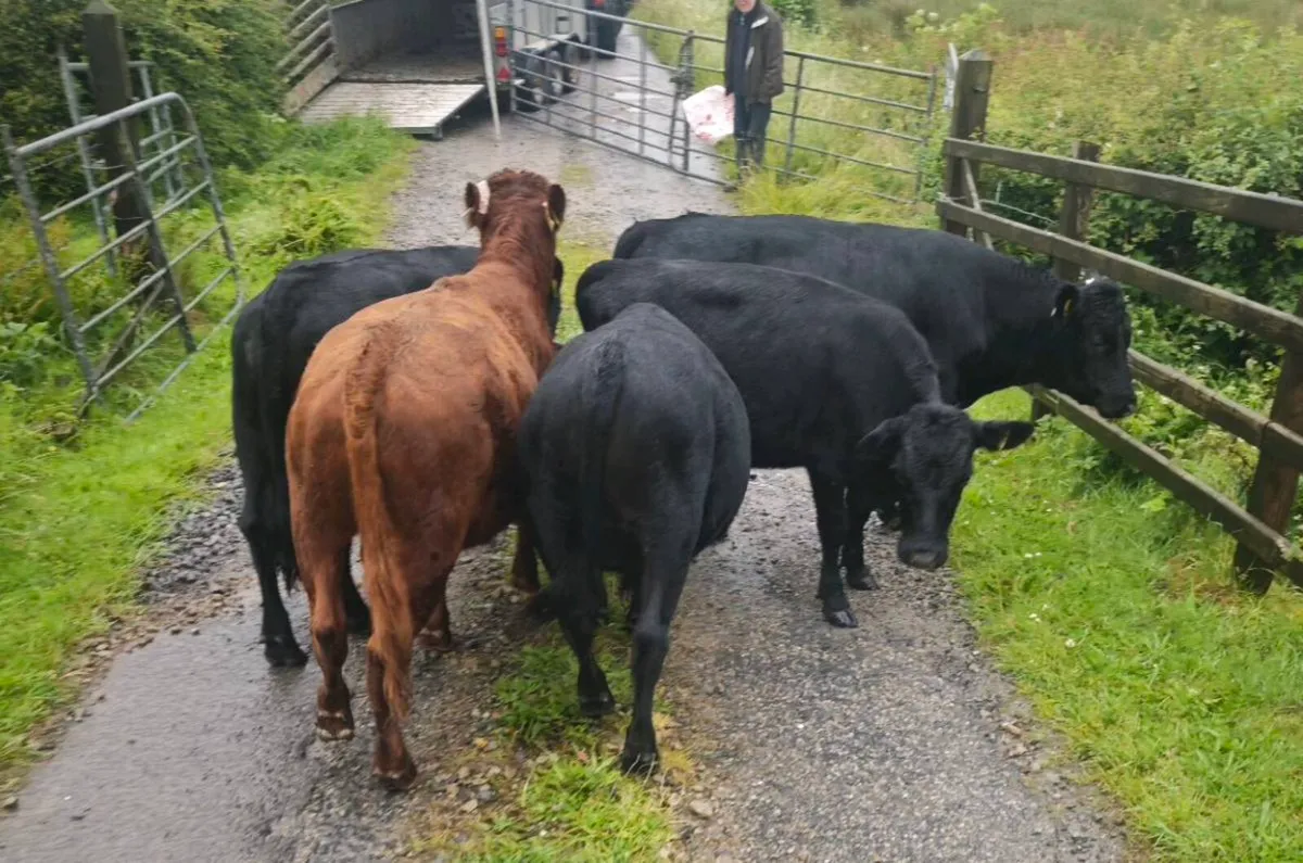 Dexter Bullocks - Image 2