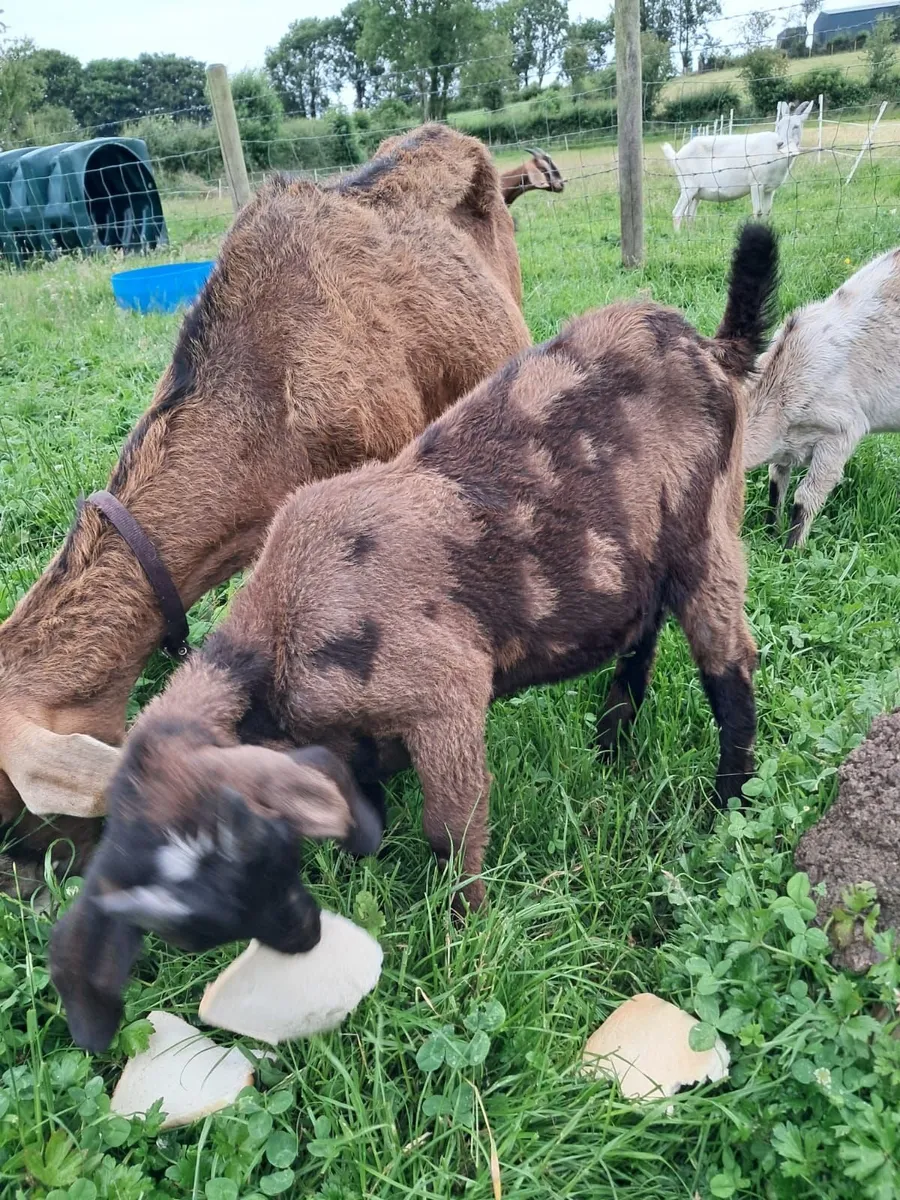 Buck Goat