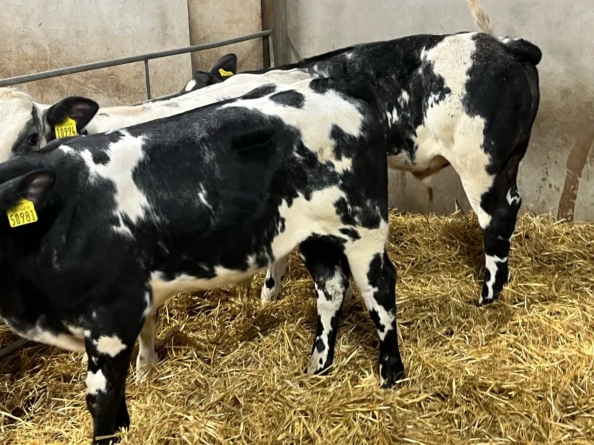 Super U Grade Belgian Blue Bull Runners - Image 3