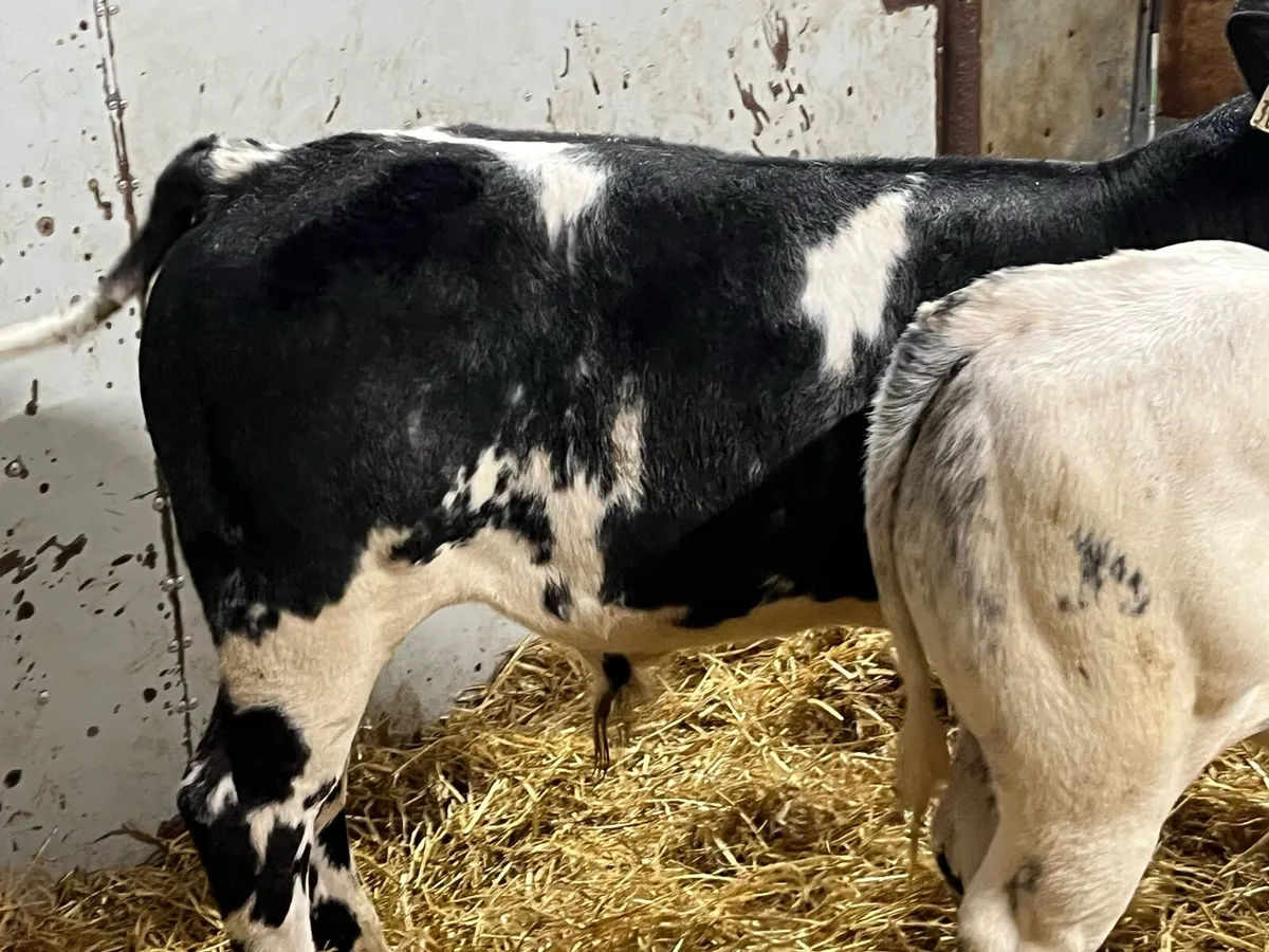 Super U Grade Belgian Blue Bull Runners - Image 4