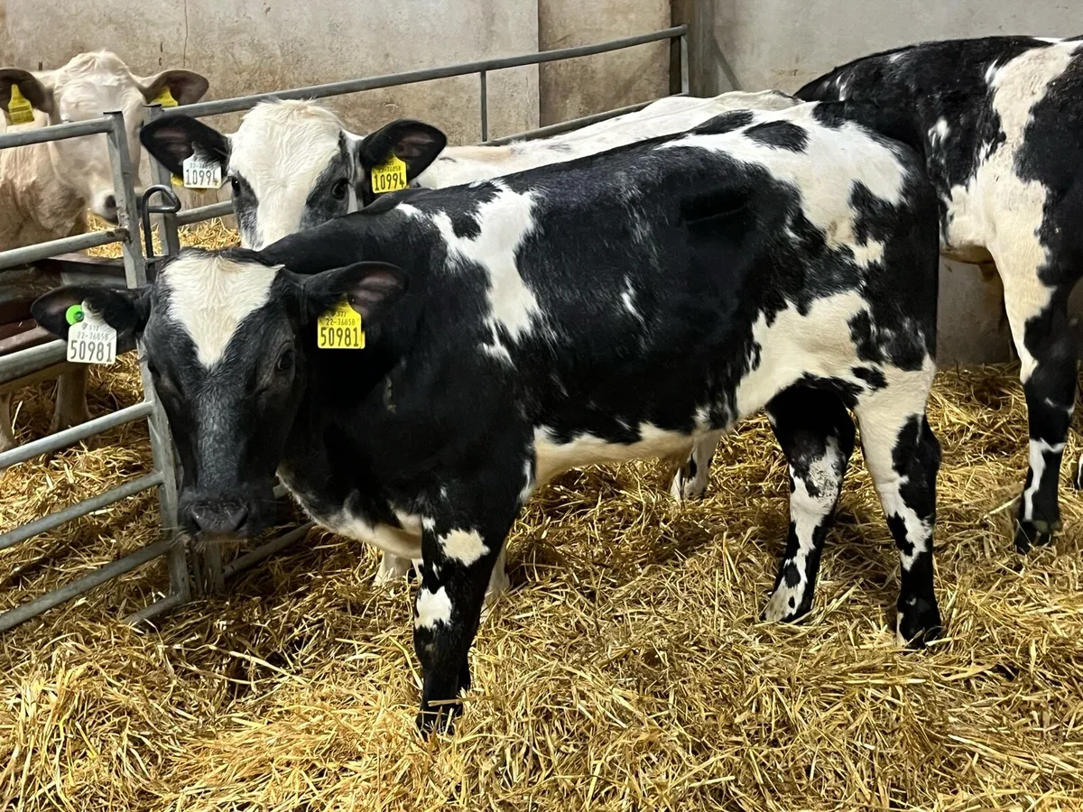 Super U Grade Belgian Blue Bull Runners - Image 1