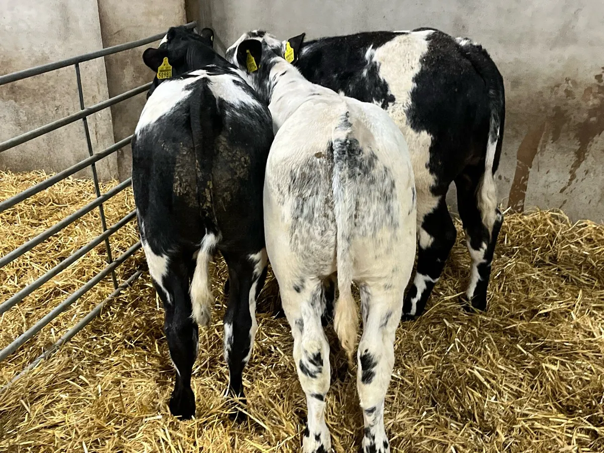 Super U Grade Belgian Blue Bull Runners - Image 2