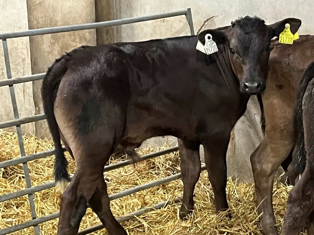 Calves For Sale - Image 3