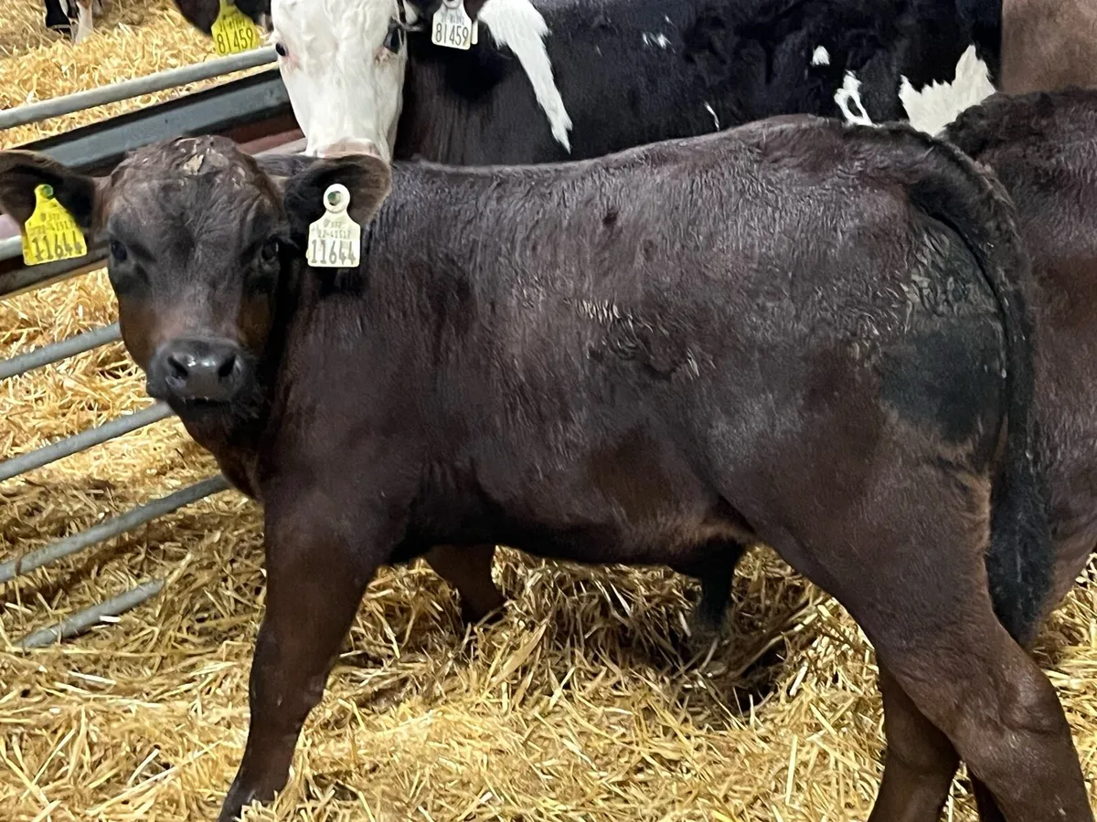 Calves For Sale - Image 4