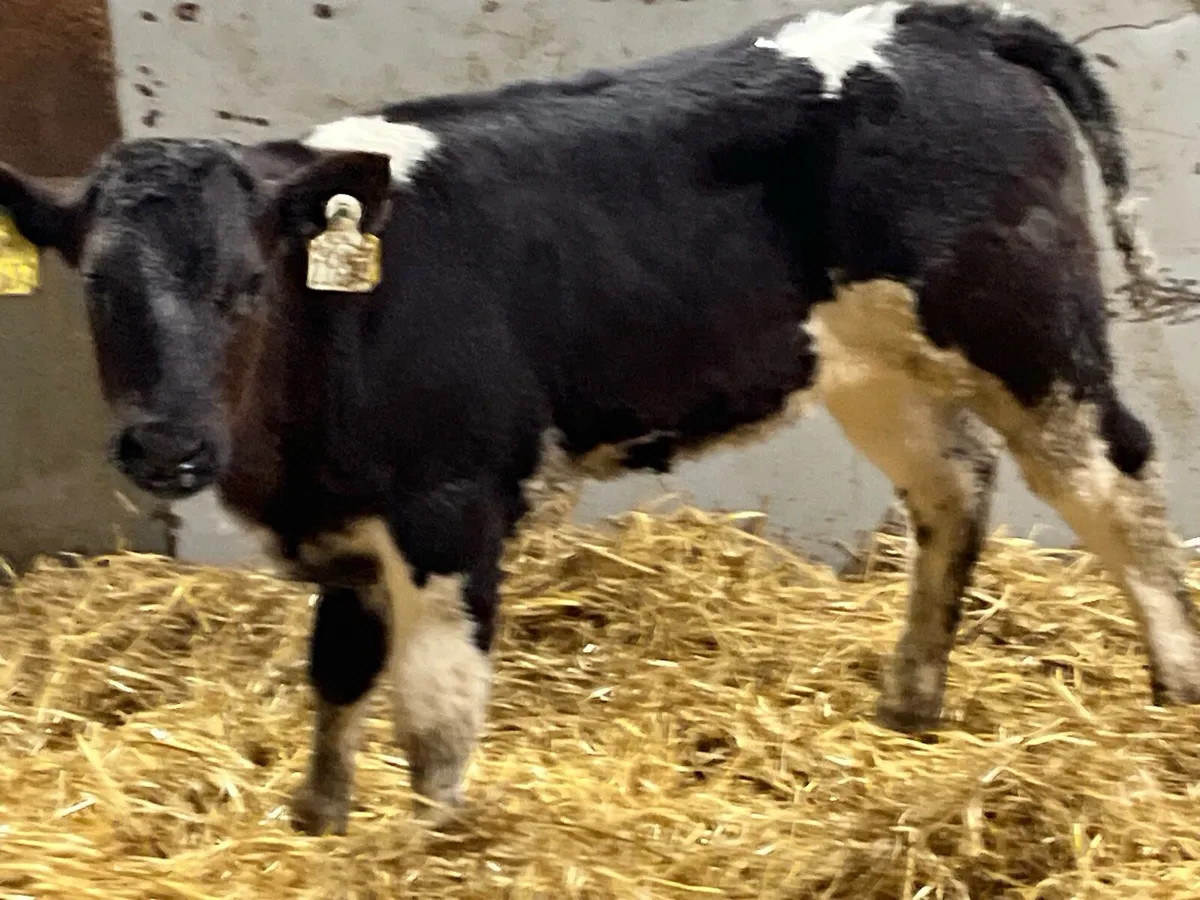 Super U Grade BB Heifer Calf - Image 2