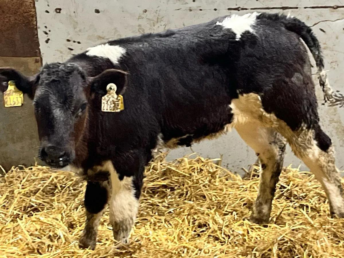 Super U Grade BB Heifer Calf - Image 3