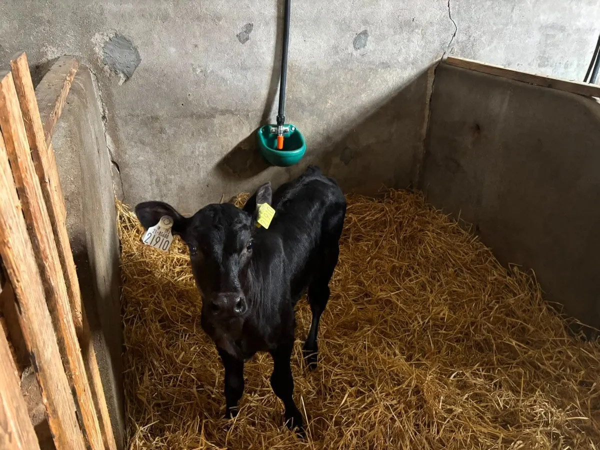 calves