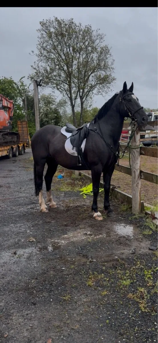 ⭐️Irish draft gelding⭐️ - Image 2