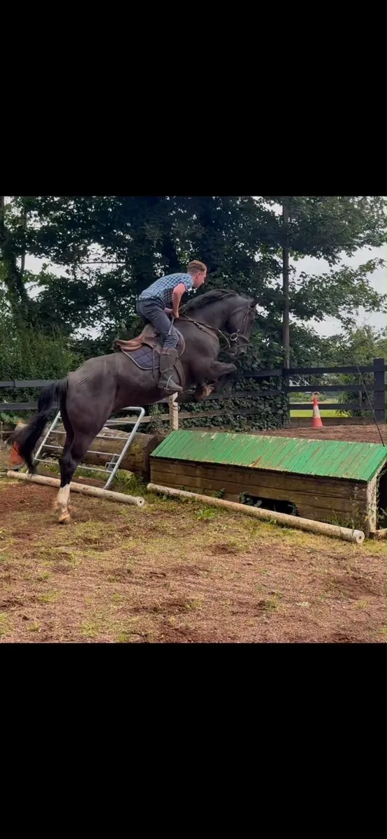⭐️Irish draft gelding⭐️ - Image 3