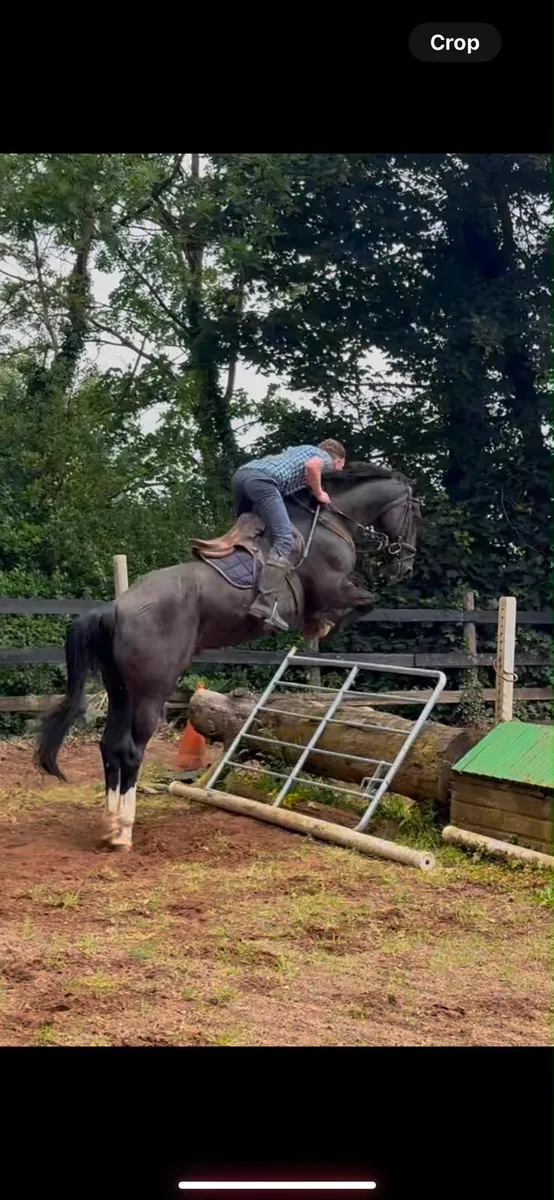 ⭐️Irish draft gelding⭐️ - Image 4